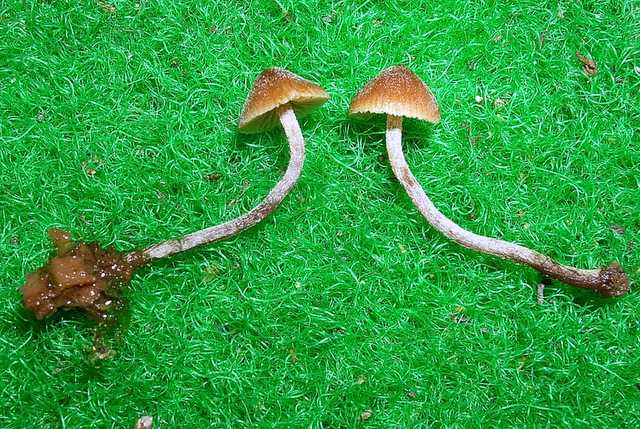 Galerina pruinatipes A.H. Sm.